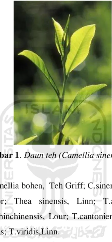 Gambar 1. Daun teh (Camellia sinensis L) (8) . 