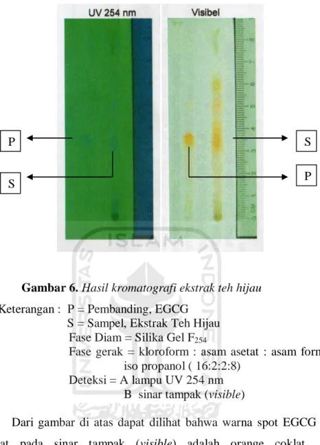 Gambar 6. Hasil kromatografi ekstrak teh hijau  Keterangan :  P = Pembanding, EGCG 