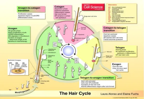 Gambar 2.4 Siklus pertumbuhan rambut (Alonso, 2006) 