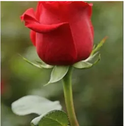 Gambar 3.01: Bunga Mawar (Sumber: Internet)