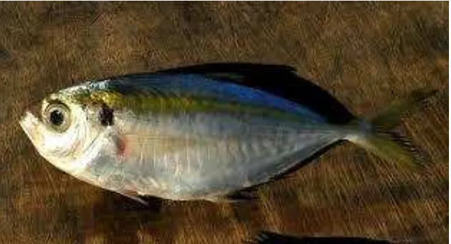 Gambar 2. Ikan Selar Kuning (S. Leptolepis).  