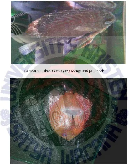 Gambar 2.1. Ikan Discus yang Mengalami pH Shock 