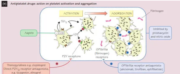 Gambar 2.4 Aktifasi dan aggregasi aksi dari platelet dalam antiplatelet  Sumber: (Aaronson, 2013) 