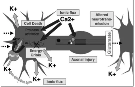 Gambar 2.2 Diagram Proses Terjadinya Biological Seluler Akut  Setelah Concussion 