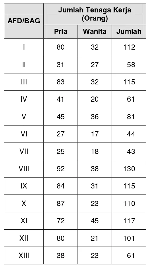 Tabel 2.1   Jumlah Tenaga Kerja Afdeling I-XIII di PT. Perkebunan 