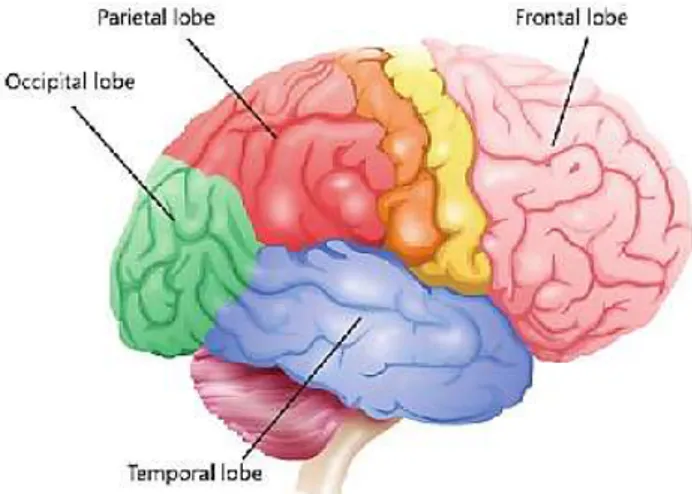 Gambar 7: struktur bagian otak 