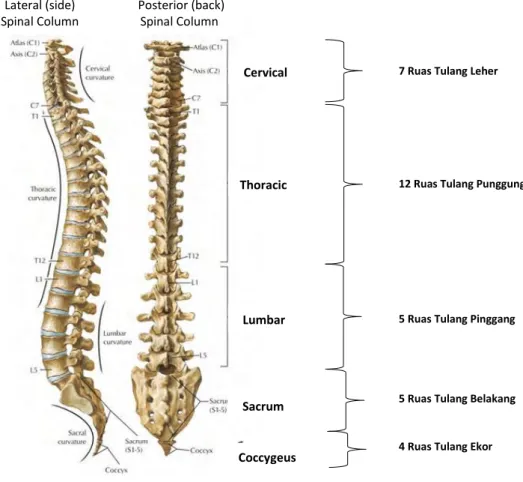 Gambar 1. Anatomi Vertebra 20