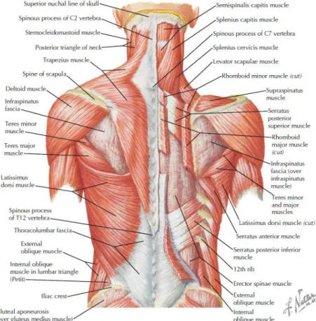Gambar 4. Anatomi Otot Vertebra 20