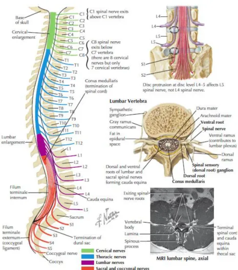 Gambar 5. Medula Spinalis Vertebra 20