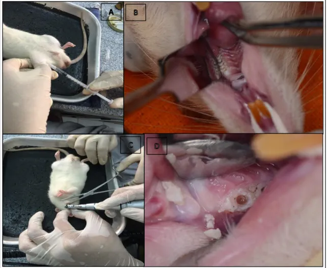 Gambar 9.   A. Anastesi Ketamin IM. B. Gigi molar maksila setelah dibersihkan dengan ekskavator