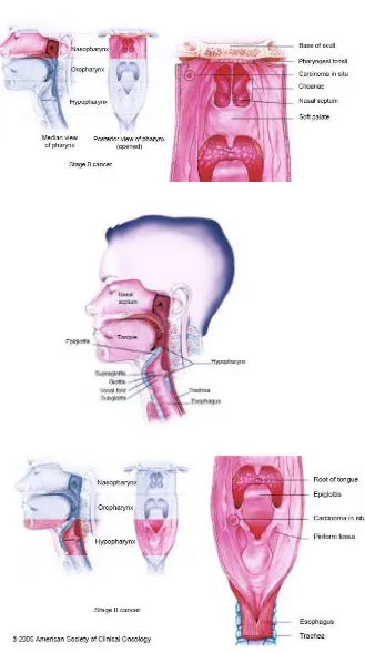 Gambar 1. Anatomi Kepala dan Leher (Forastiere & Marur, 2008) 