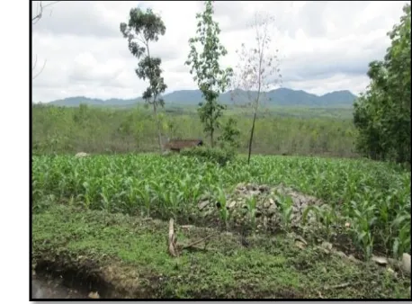 Gambar 9. Lahan persawahan pada dataran rendah (aluvial) di Daerah Setrorejo 