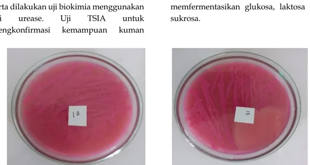 Gambar 1. Hasil Isolasi Pada Media SSA, Koloni Bakteri Berwarna Merah Muda, Negatif  Koloni Salmonella sp