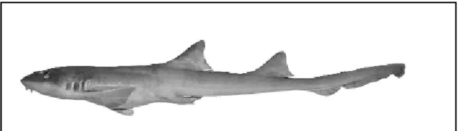 Gambar 2. Hiu Tupai (Chiloscyllium hasselti) (Sumber : White et al., 2006)  b. Blacktip Reef Shark (Carcharhinus melanopterus) 