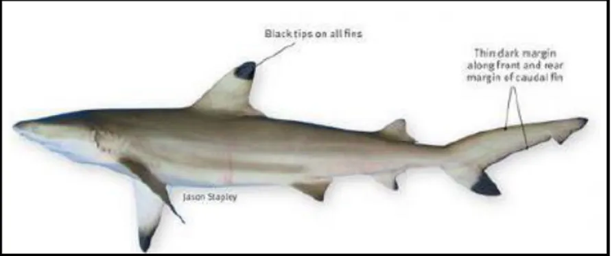 Gambar 3. Carcharhinus melanopterus (Sumber: Hastuti, 2017)  