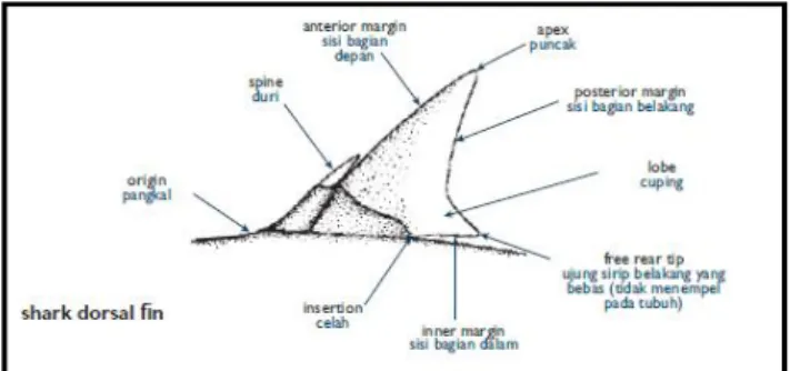 Gambar 5. Struktur sirip dorsal Ikan Hiu (Sumber: White et al., 2006)  Siri-sirip  Hiu  terdiri  atas  bagian  pectoral,  pelvic,  anal,  audal,  dorsal  dan  secon dorsal