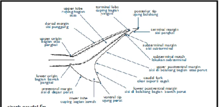 Gambar 7. Struktur caudal Ikan Hiu (Sumber: White et al., 2006) 