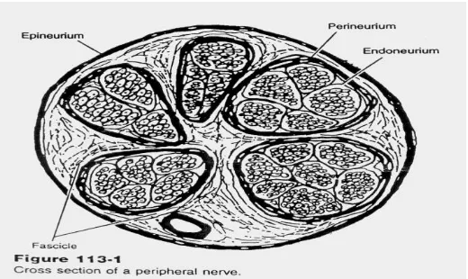 Gambar 1.Anatomi Nervus Perifer 