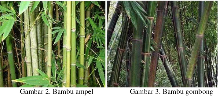 Gambar 2. Bambu ampel 