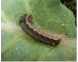 Gambar 2.4 Larva Spodoptera litura (Sumber : Dokumen Pribadi, 2015) 