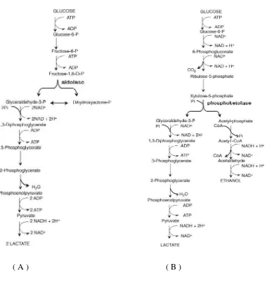 Gambar 2. 2. Fermentasi Bakteri Asam Laktat Jalur Homofermentatif (A) dan Jalur Heterofermentatif (B) (Fardiaz, 1992)