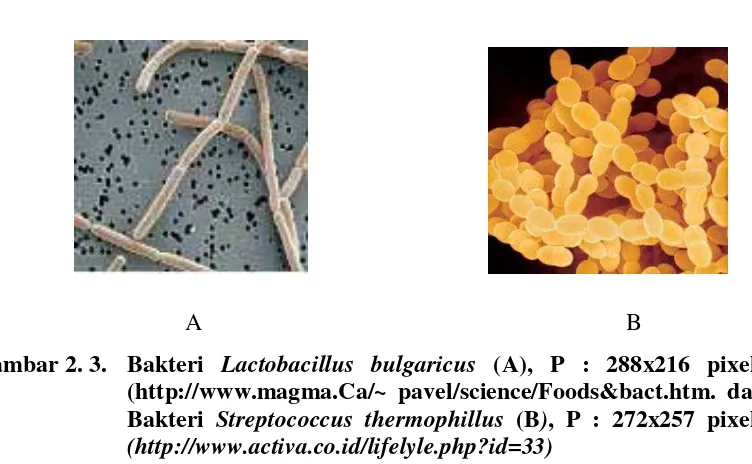 Gambar 2. 3.  Bakteri Lactobacillus bulgaricus (A), P : 288x216 pixels (http://www.magma.Ca/~ pavel/science/Foods&bact.htm