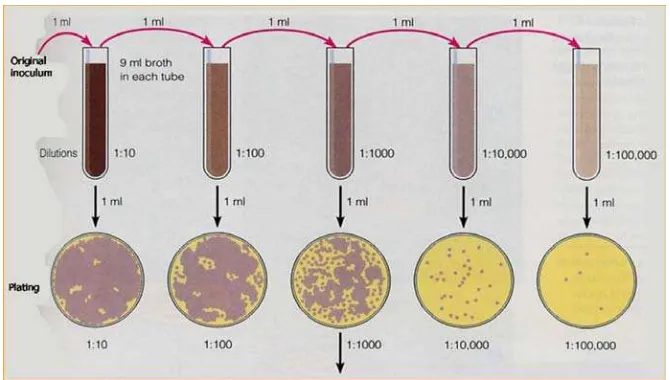 Gambar 3. 1.  Metode Plate Count dan Pengenceran Seri (Suriawiria, 2005) 