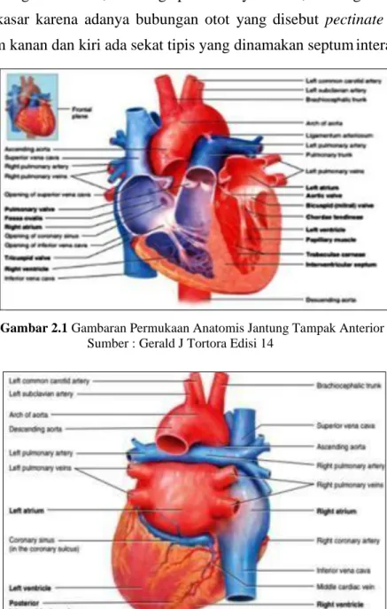 Gambar 2.2 Gambaran Permukaan Anatomis Jantung Tanpak Posterior   Sumber : Gerald J Tortora Edisi 14