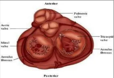 Gambar 2.3 Gambaran Empat Katub Jantung Yang Tampak Dari Atas   Sumber : Lilly Patophysiology of heart 6th edition 