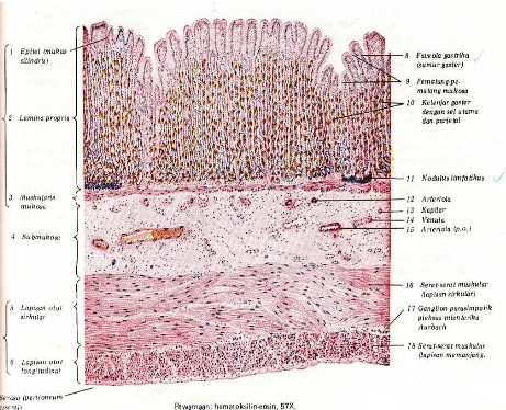 Gambar 2. Struktur Histologis Lambung Manusia Dengan Pewarnaan Hematoxylin Eosin. 57x (Di Fiore, 1986)
