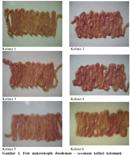 Gambar 2. Foto makroskopik duodenum - yeyunum kelinci kelompok 