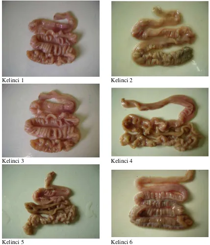 Gambar 3. Foto makroskopik ileum  kelinci kelompok kontrol ( pemberian 