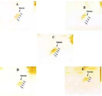 Gambar 3. Kromatografi lapis tipis dua dimensi (2D-TLC) polyisoprenoid alkohol dari jaringan daun semai R