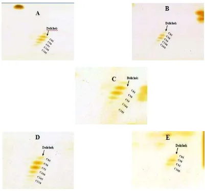 Gambar 4. Kromatografi lapis tipis dua dimensi (2D-TLC) polyisoprenoid alkohol dari jaringan akar semai R