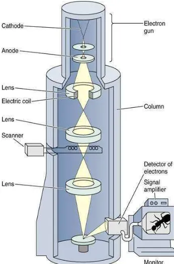 Gambar 8. Skematik alat Scanning Electron Microscopy (SEM) (Smallman dan                          Bishop, 1995)