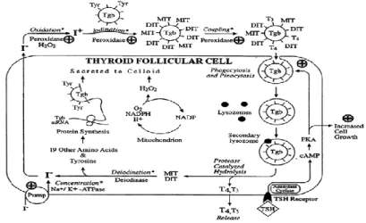 Gambar 2.1 Mekanisme sintesis hormon tiroid 