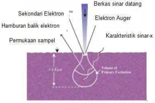 Gambar 2.6. Sinyal hasil interaksi berkas elektron dengan sampel (Reimer and Tollkamp, 1980)