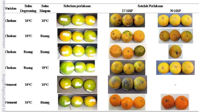 Gambar 5. Perubahan warna kulit ketiga varietas jeruk 