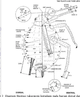 Gambar 2  Diagram Ilustrasi taksonomi kutudaun pada bagian dorsal dan ventral 