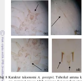 Gambar 8 Karakter taksonomi A. gossypii; Tuberkel antena kurang berkembang 