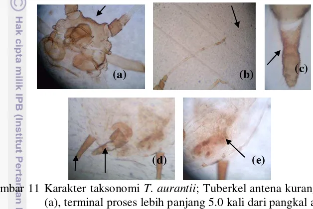 Gambar 11 Karakter taksonomi T. aurantii; Tuberkel antena kurang berkembang 