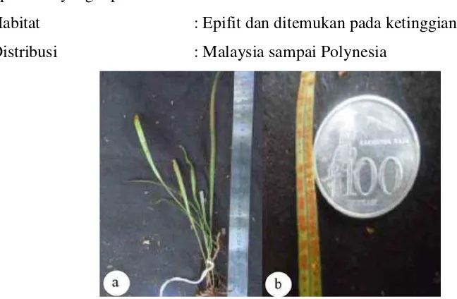 Gambar 4.7.Pyrrosia angustata a. Enthal, b. Sori 