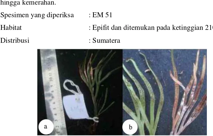 Gambar 4.11. Belvisia revulata a. Enthal, b. Sori 