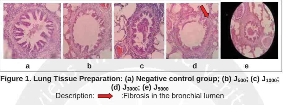 Figure 1. Lung Tissue Preparation: (a) Negative control group; (b) J500; (c) J1000;(d) J; (e) J