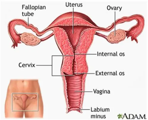 Gambar 2.1 Anatomi Fisiologi Sistem Reproduksi 2.1.1.1 Vulva
