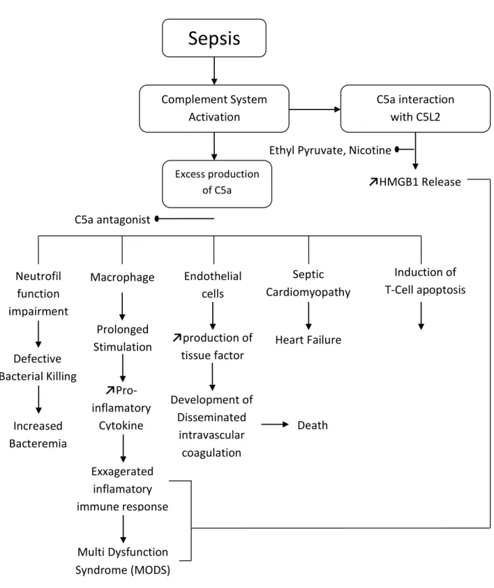 Gambar 2.3 Patogenesis terjadinya Multiple Organ Failure (MOF) dan Syok                       pada Sepsis (Kumar, 2012) 