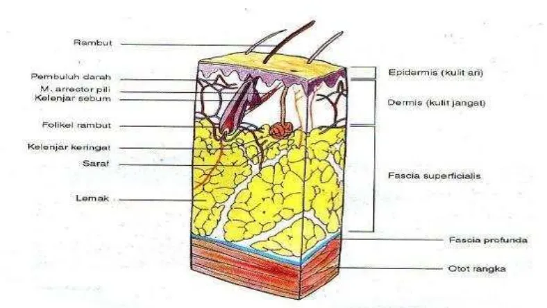 Gambar 3.Struktur kulit dan jaringan subkutan (Moore, 2002)
