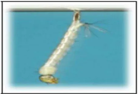Gambar 4. Larva instar IV nyamuk Aedes aegypti(Sumber : Supartha, 2008)