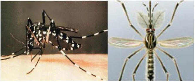 Gambar 6. Nyamuk Aedes aegypti (Sumber : Supartha, 2008)