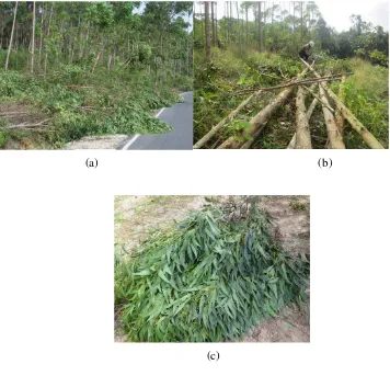 Gambar 2. Dokumentasi proses pengambilan sampel (a) Pohon yang telah 
